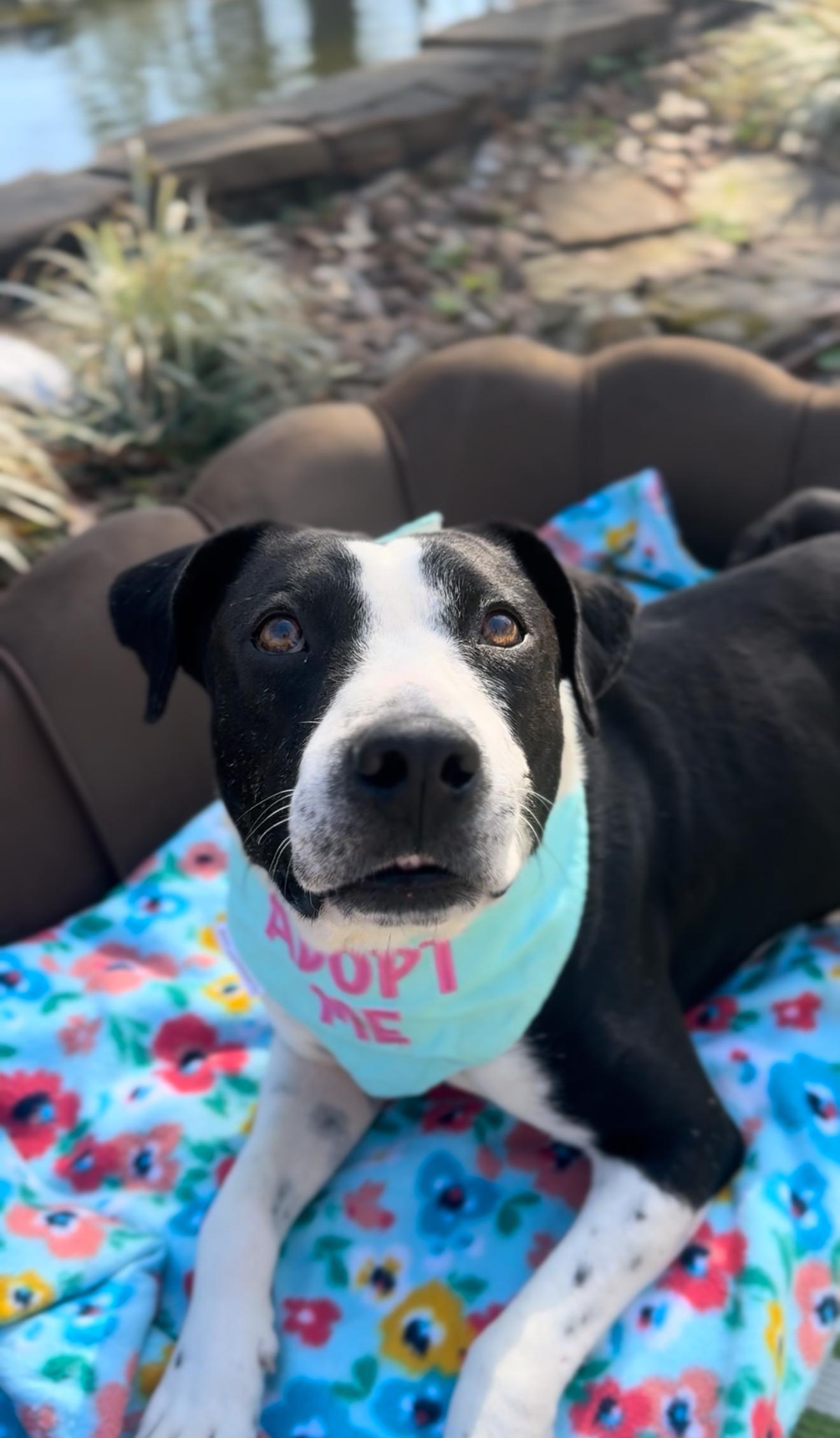 Enlarge Moonbeam, a ADOPTABLE mixed breed in Houston, TX image 3/6