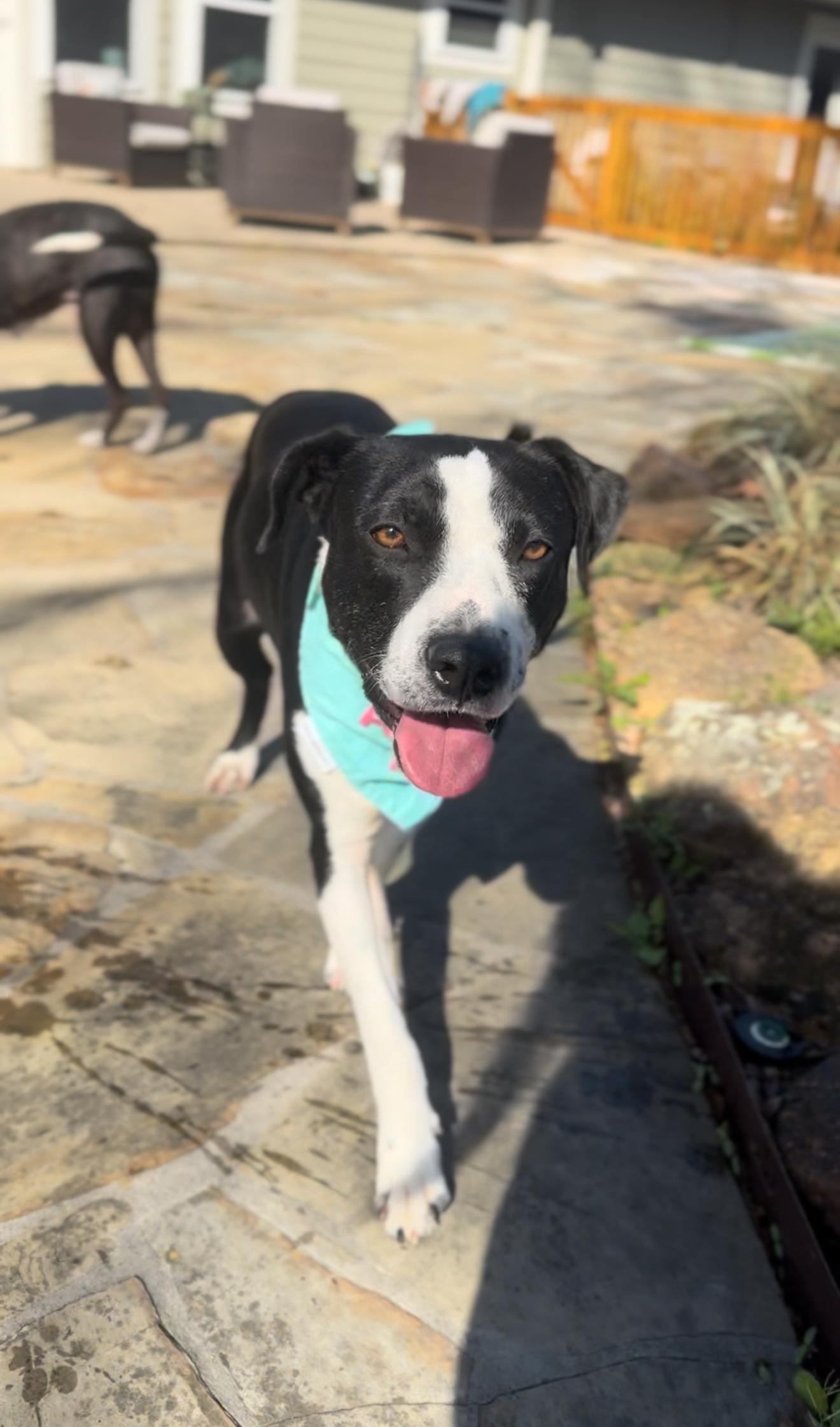 Enlarge Moonbeam, a ADOPTABLE mixed breed in Houston, TX image 2/6
