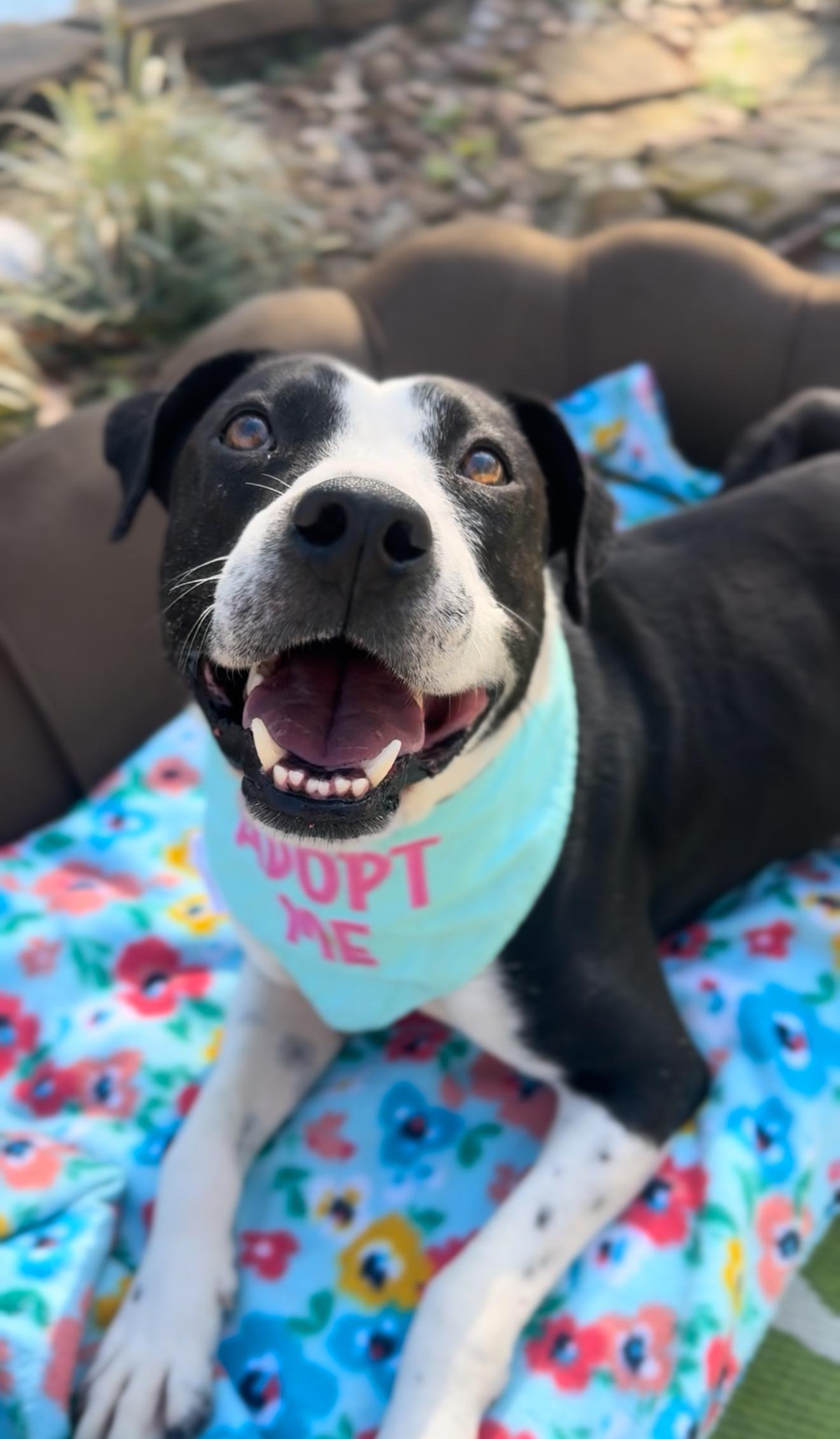Moonbeam, ADOPTABLE, Adult Male Mountain Cur & American Staffordshire Terrier.