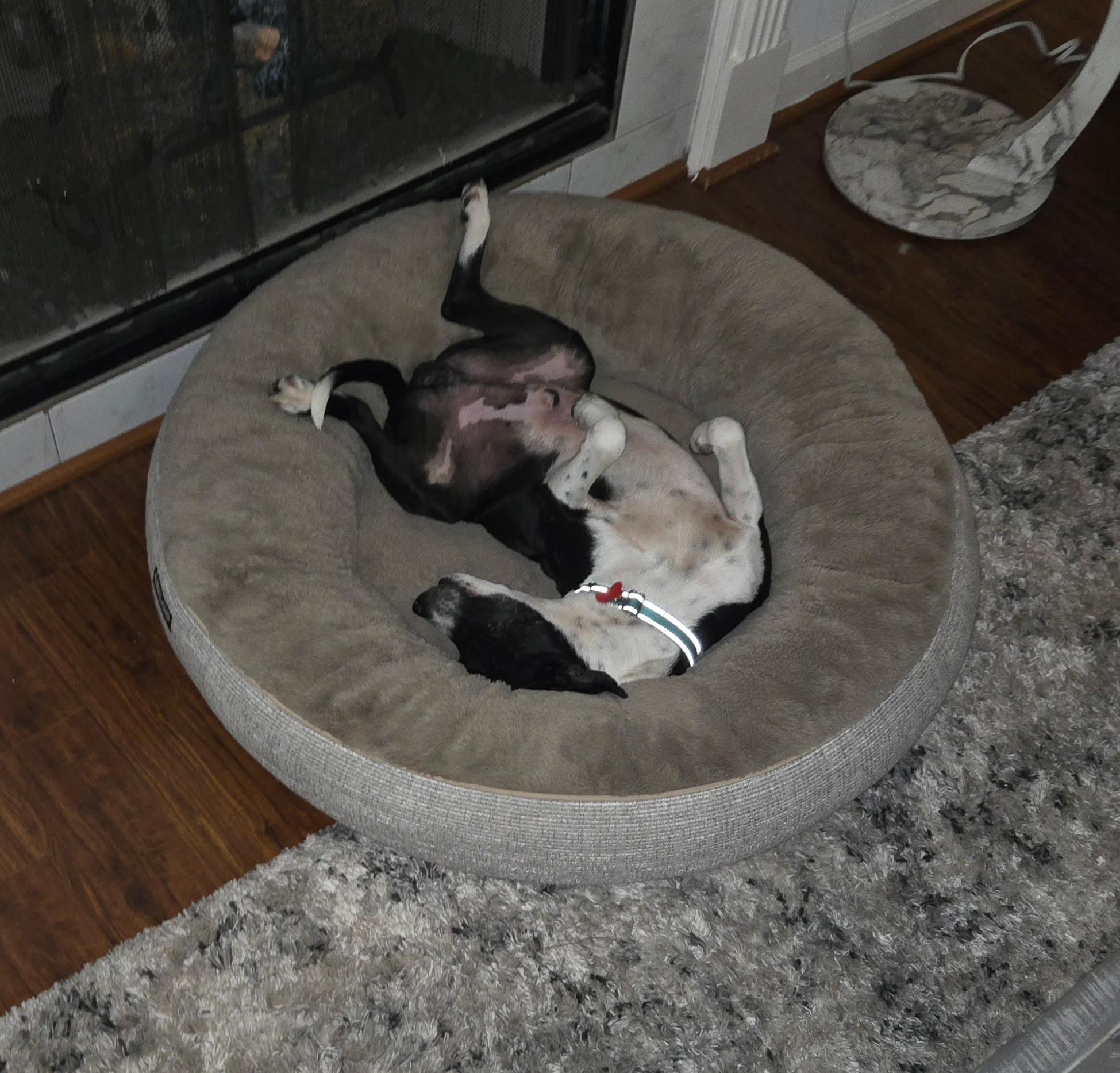 Enlarge Moonbeam, a ADOPTABLE mixed breed in Houston, TX image 5/6