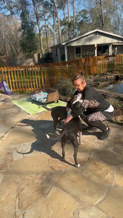 Enlarge Moonbeam, a ADOPTABLE mixed breed in Houston, TX video 6/6