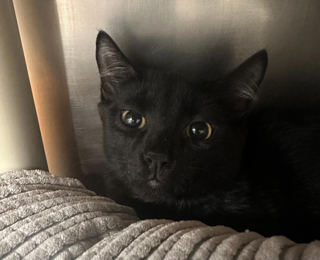 Fuji, a Adoptable mixed breed in Grants Pass, OR image 1/2