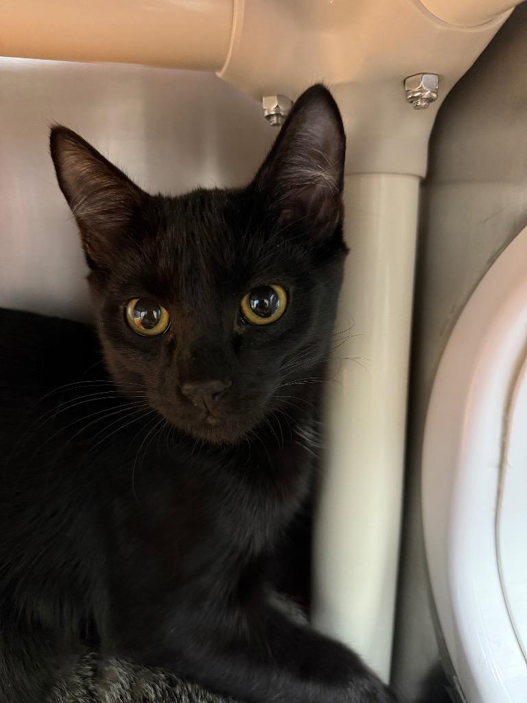 Fuji, a Adoptable mixed breed in Grants Pass, OR image 2/2