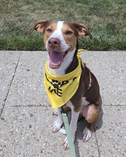Charley, a Adoptable mixed breed in Washington, DC image 1/3