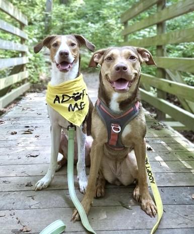 Charley, Adoptable, Adult Female Mixed Breed & Mixed Breed.