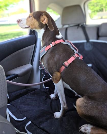 Enlarge Charley, a Adoptable mixed breed in Washington, DC image 2/3