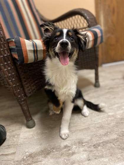 Enlarge Divine, a Adoptable mixed breed in Fergus Falls, MN image 1/3