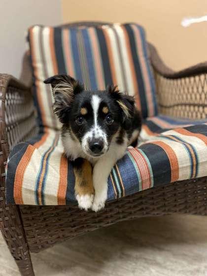 Enlarge Divine, a Adoptable mixed breed in Fergus Falls, MN image 2/3