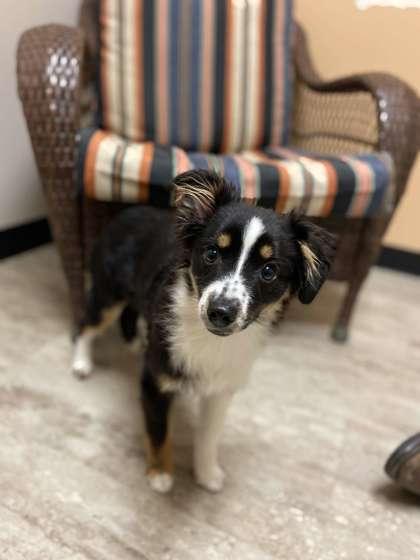 Enlarge Divine, a Adoptable mixed breed in Fergus Falls, MN image 3/3