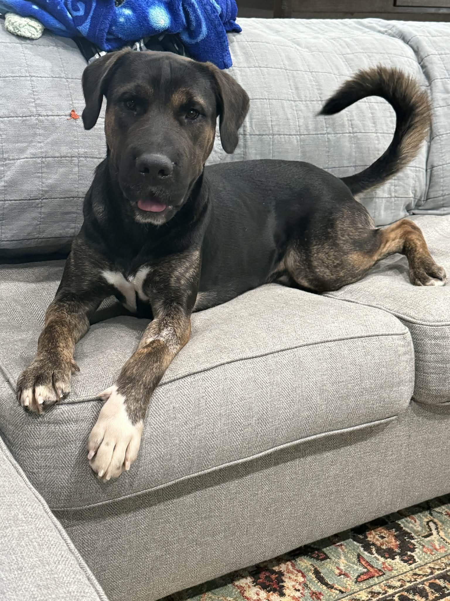 Benito aka Puff, Adoptable, Adult Male Shar-Pei & Mountain Cur.