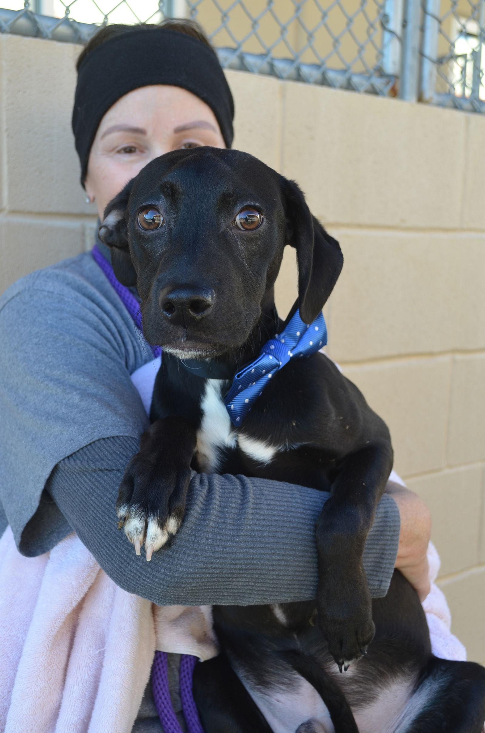 Slider, Adopted, Puppy Male Pit Bull Terrier.