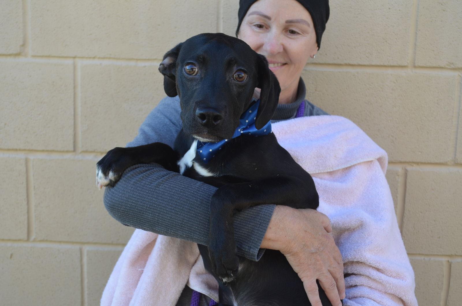 Enlarge Slider, a Adopted Pit Bull Terrier in McKinney, TX image 2/2
