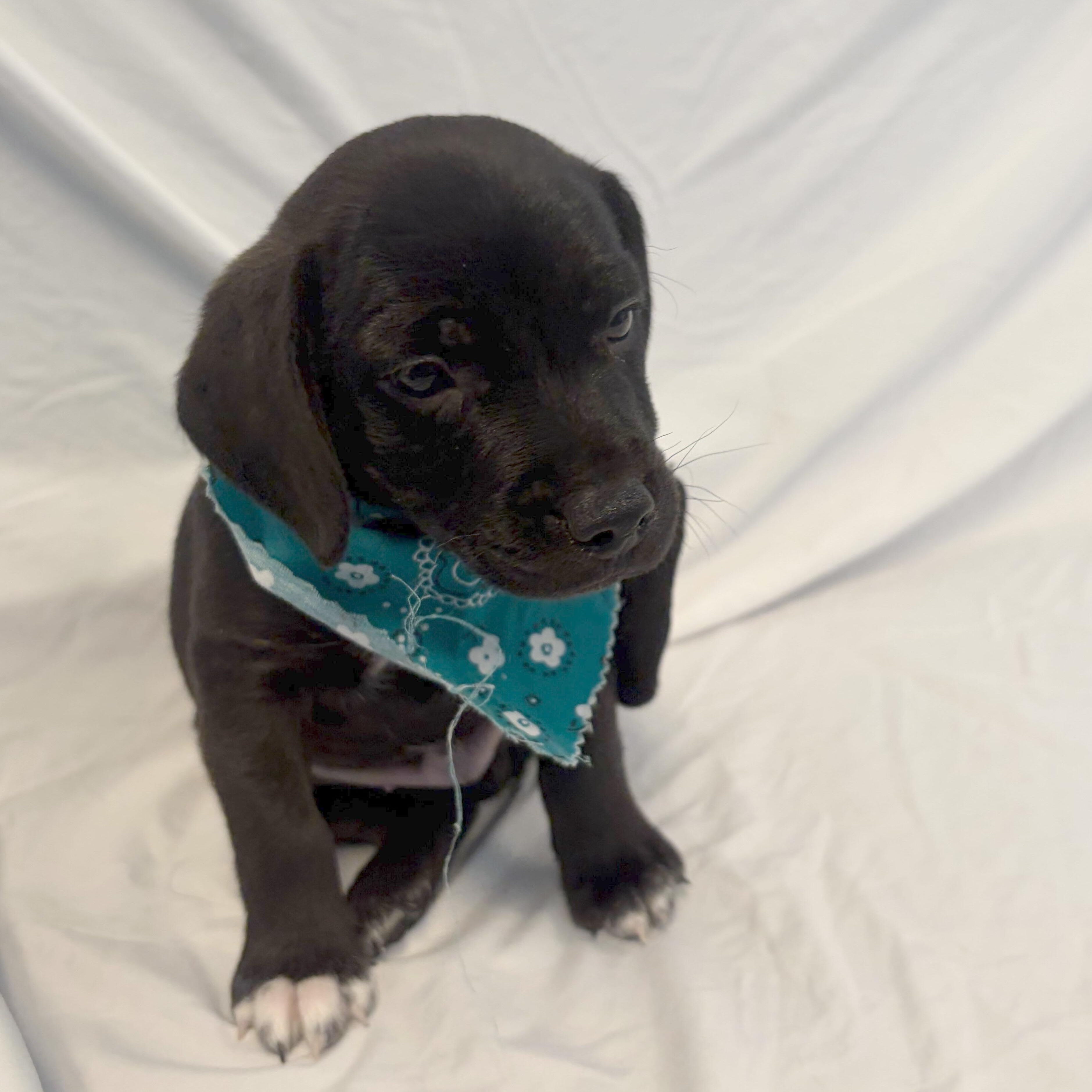 Boggle, an adopted Mixed Breed in Canal Winchester, OH image 1/3