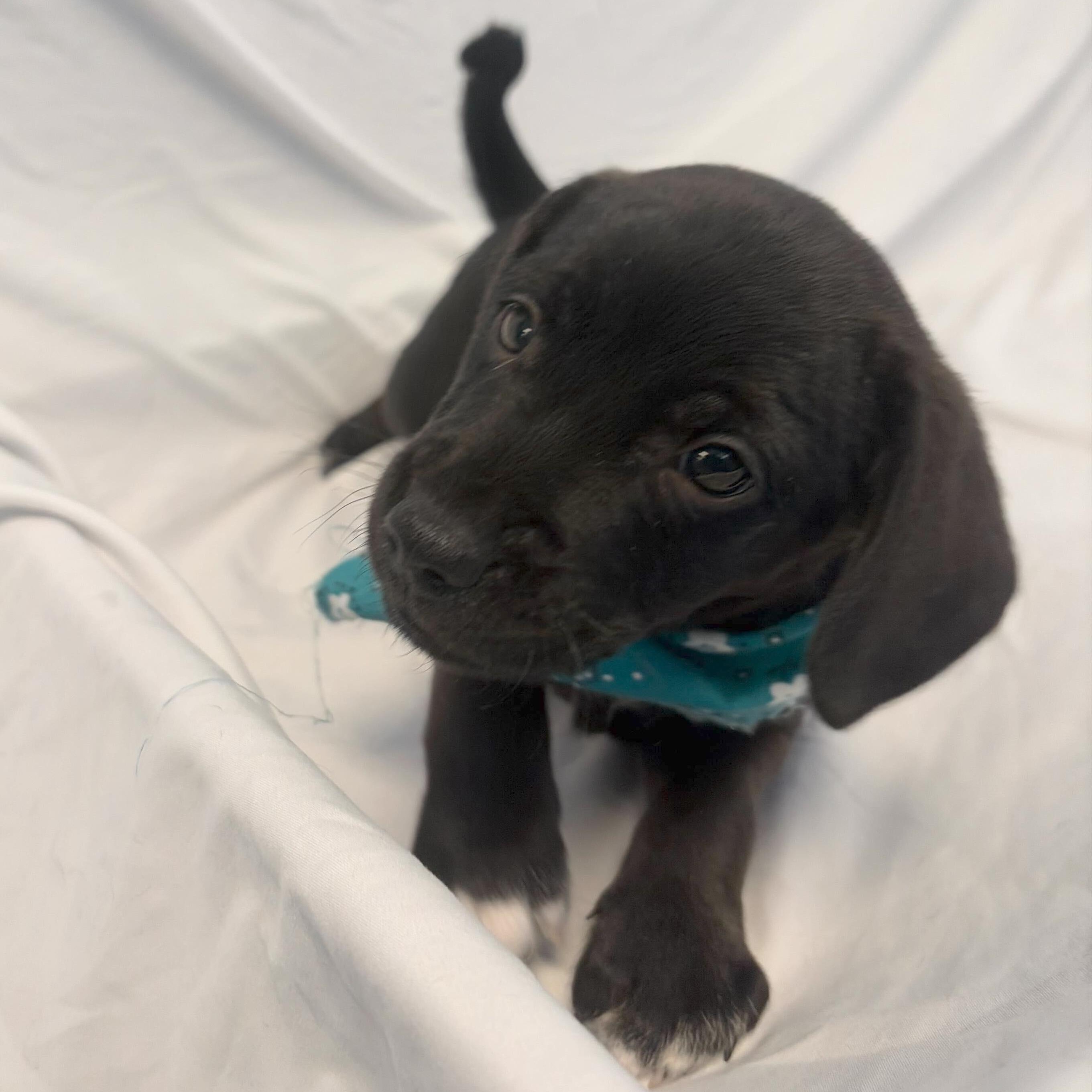 Boggle, an adopted Mixed Breed in Canal Winchester, OH image 3/3