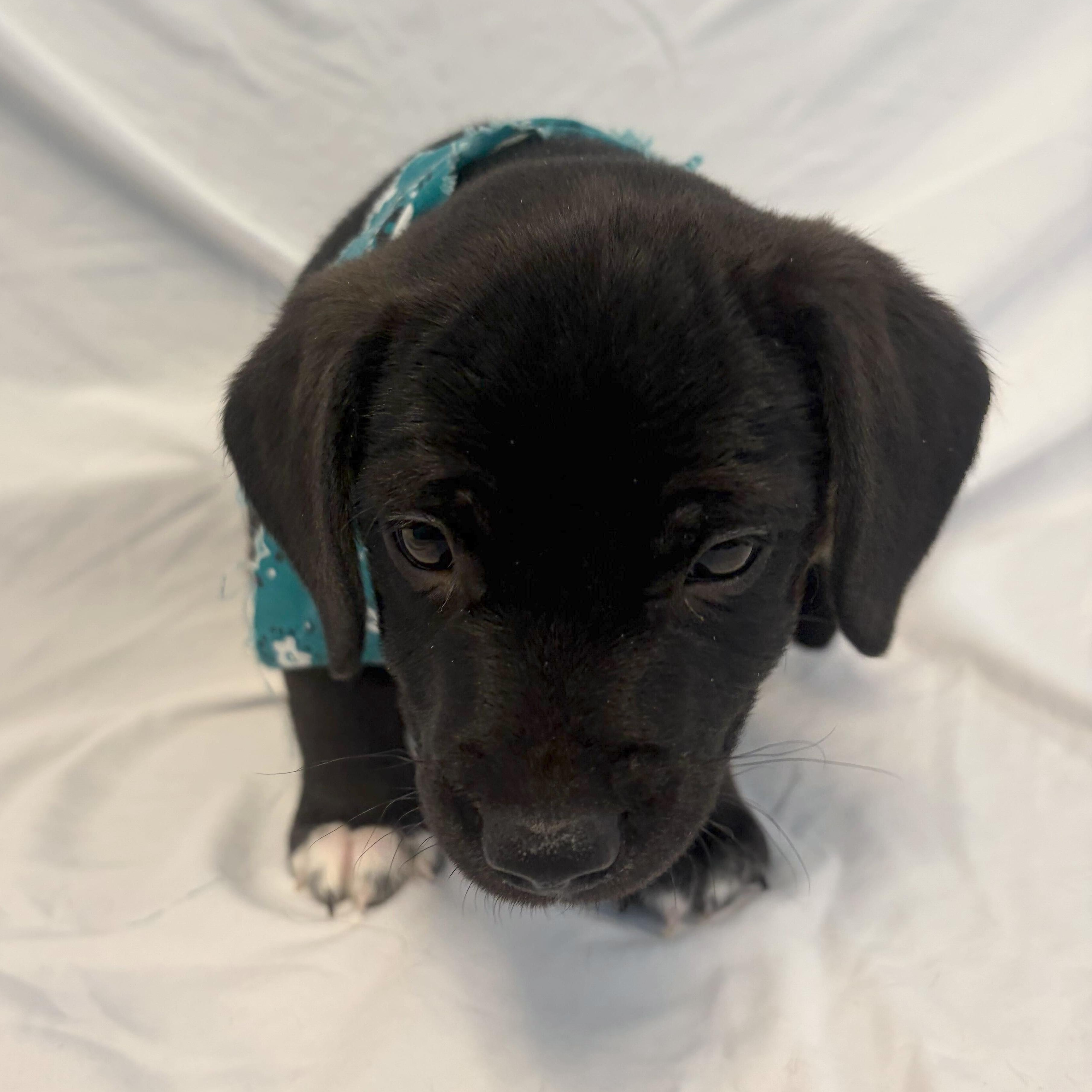 Boggle, an adopted Mixed Breed in Canal Winchester, OH image 2/3