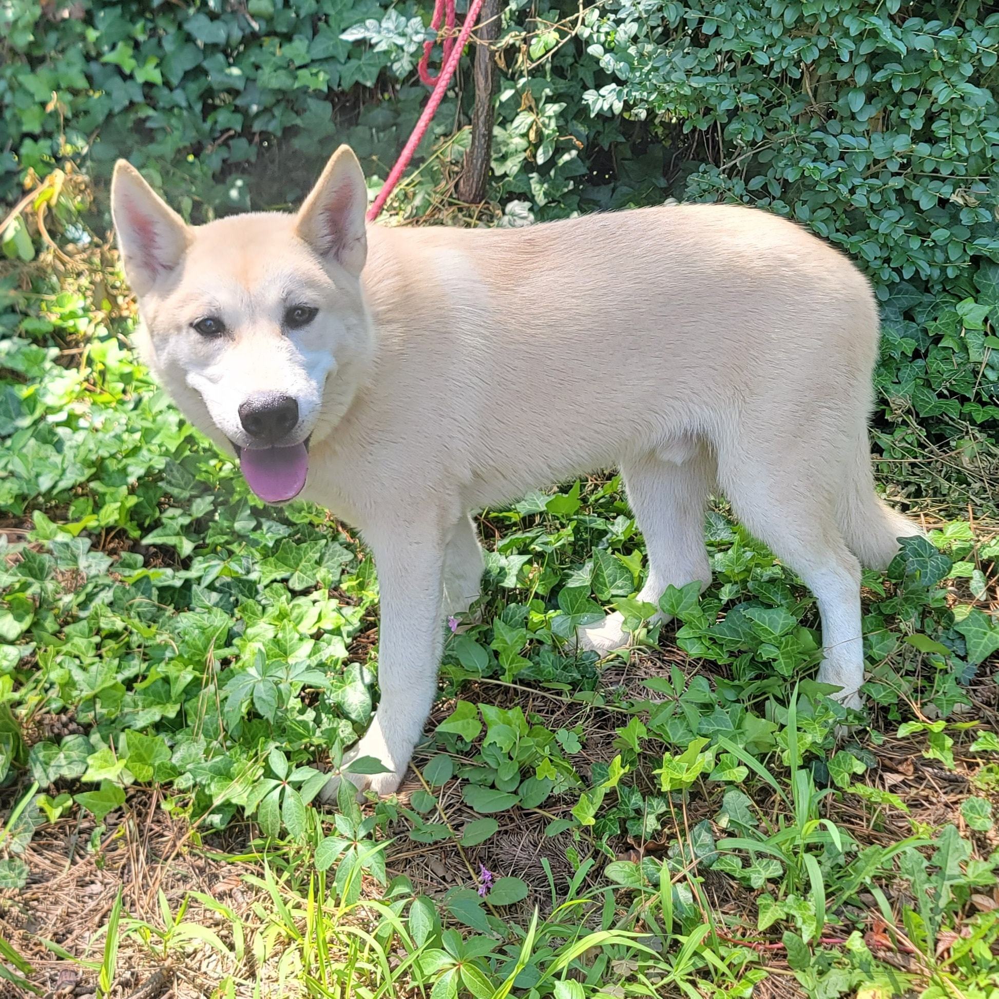 Cap'n Crunch, Adopted, Young Male Akita & Husky.