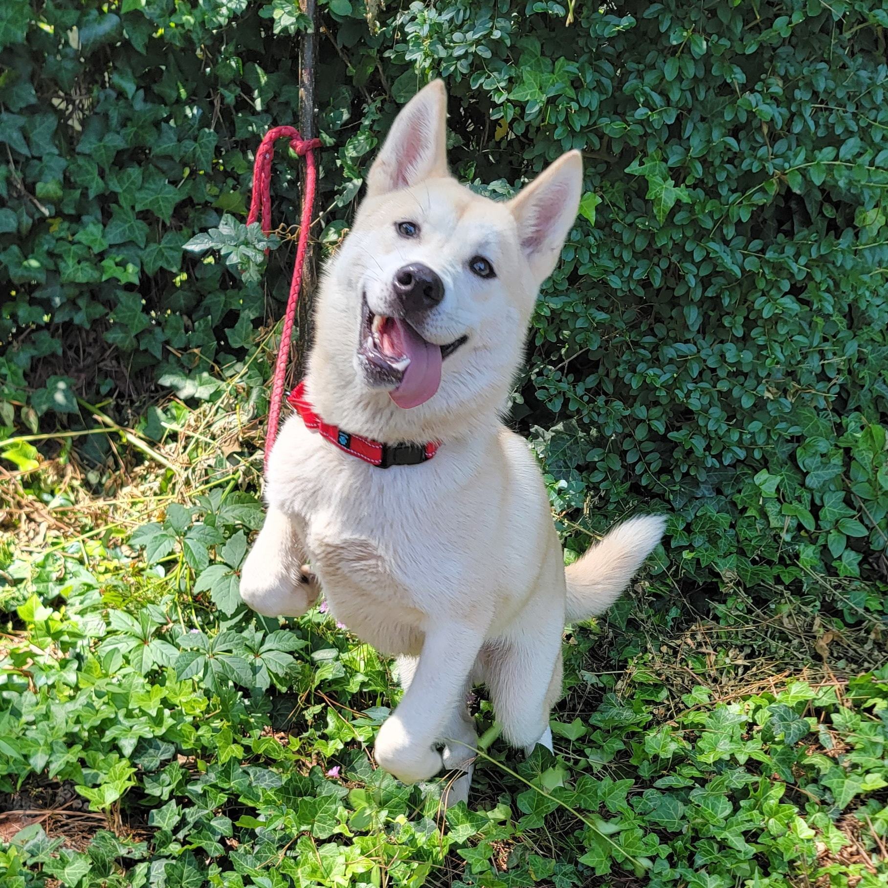 Enlarge Cap'n Crunch, a Adopted mixed breed in Chesapeake, VA image 2/4
