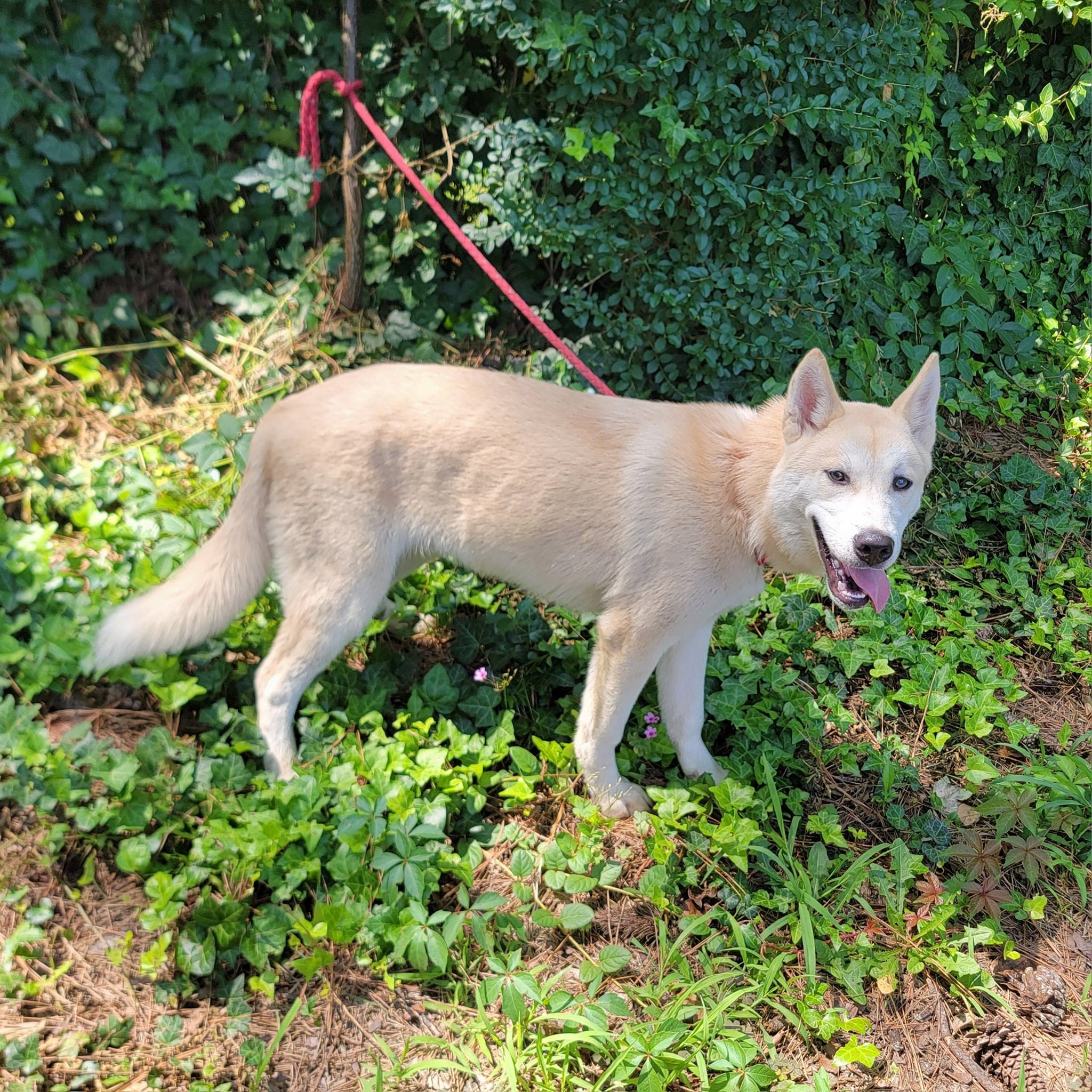 Enlarge Cap'n Crunch, a Adopted mixed breed in Chesapeake, VA image 3/4