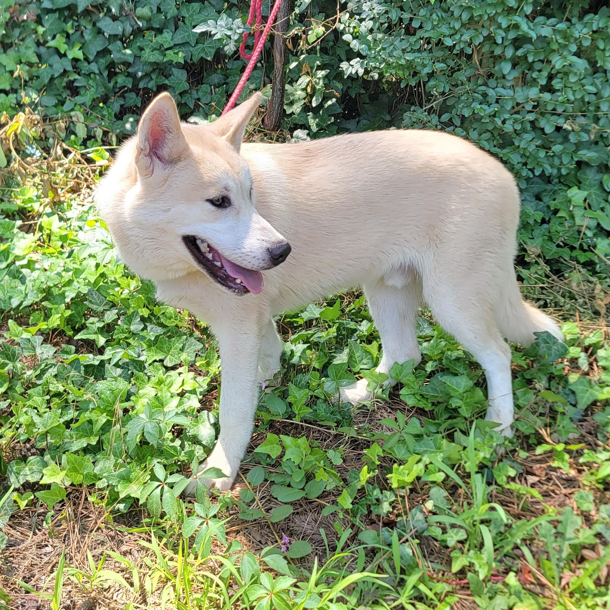 Enlarge Cap'n Crunch, a Adopted mixed breed in Chesapeake, VA image 4/4