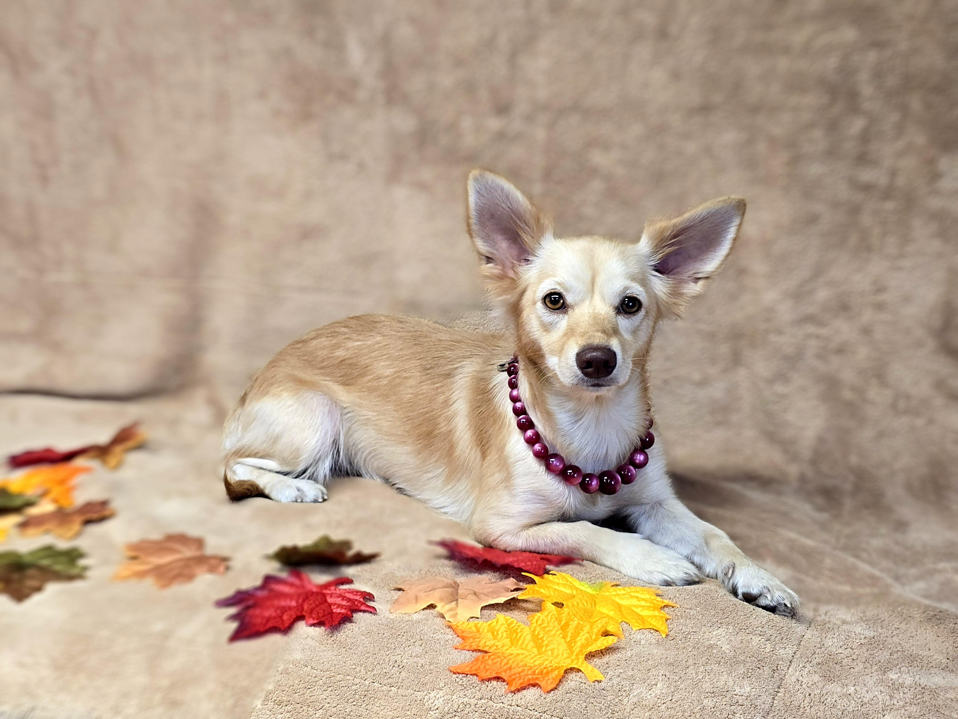Enlarge Dove, a Adoptable mixed breed in San Pedro, CA image 3/5