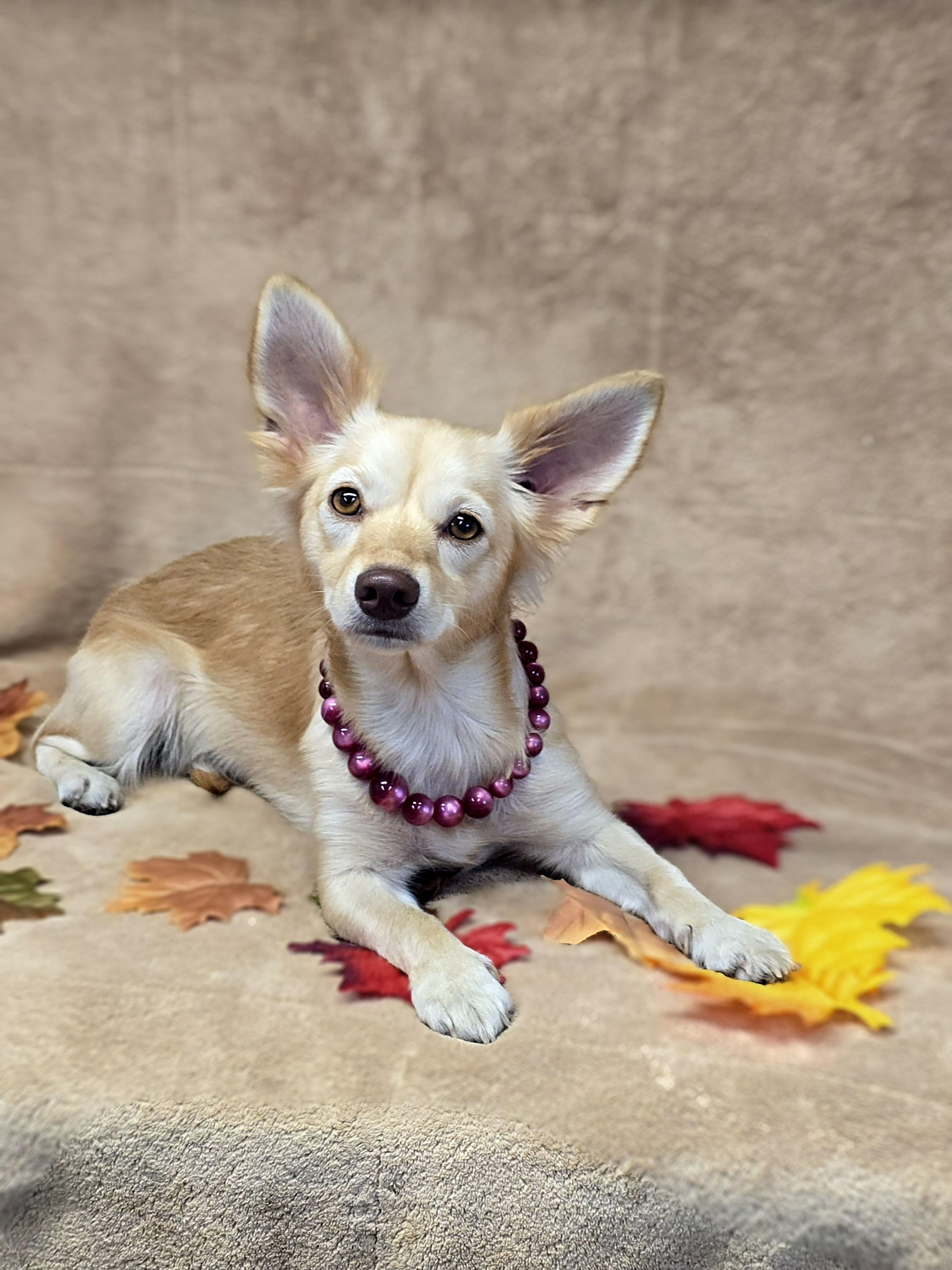 Enlarge Dove, a Adoptable mixed breed in San Pedro, CA image 2/5