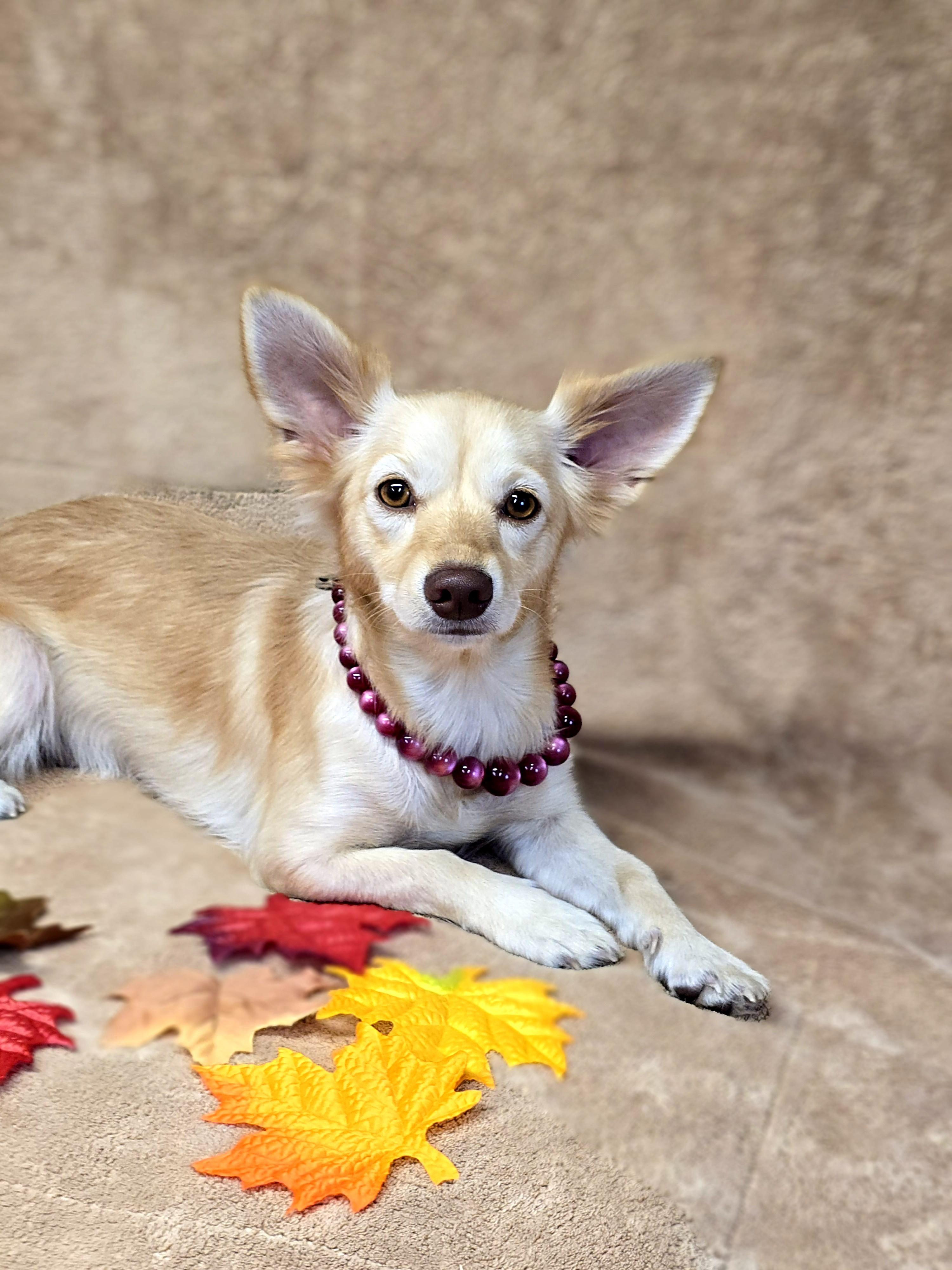 Enlarge Dove, a Adoptable mixed breed in San Pedro, CA image 4/5