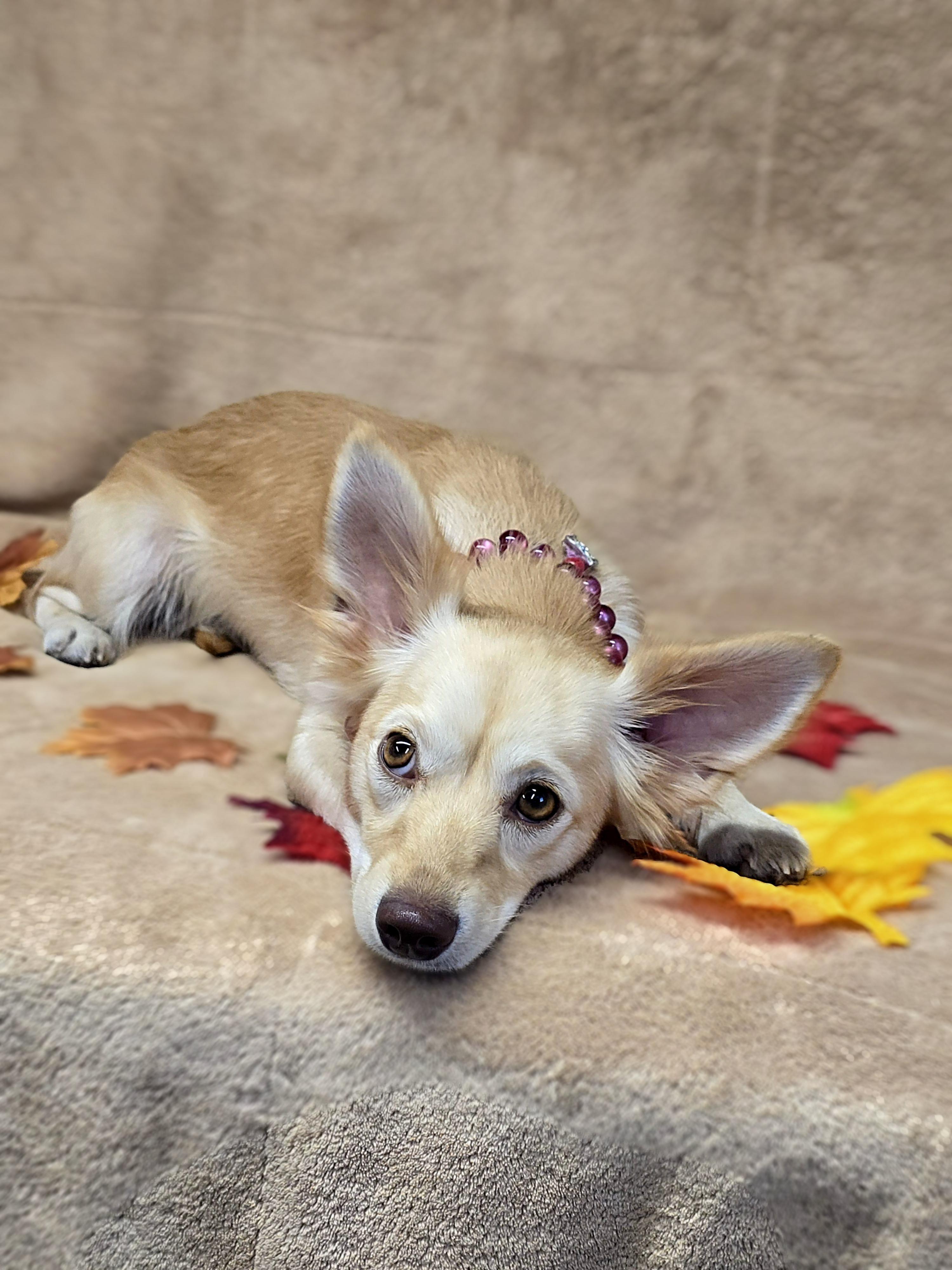 Enlarge Dove, a Adoptable mixed breed in San Pedro, CA image 1/5