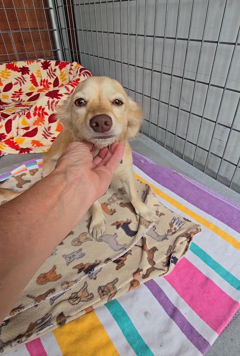 Enlarge Dove, a Adoptable mixed breed in San Pedro, CA video 5/5