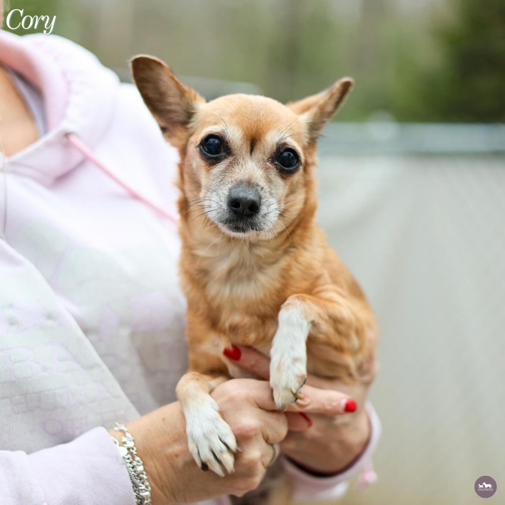Cory, Adoptable, Senior Female Chihuahua.