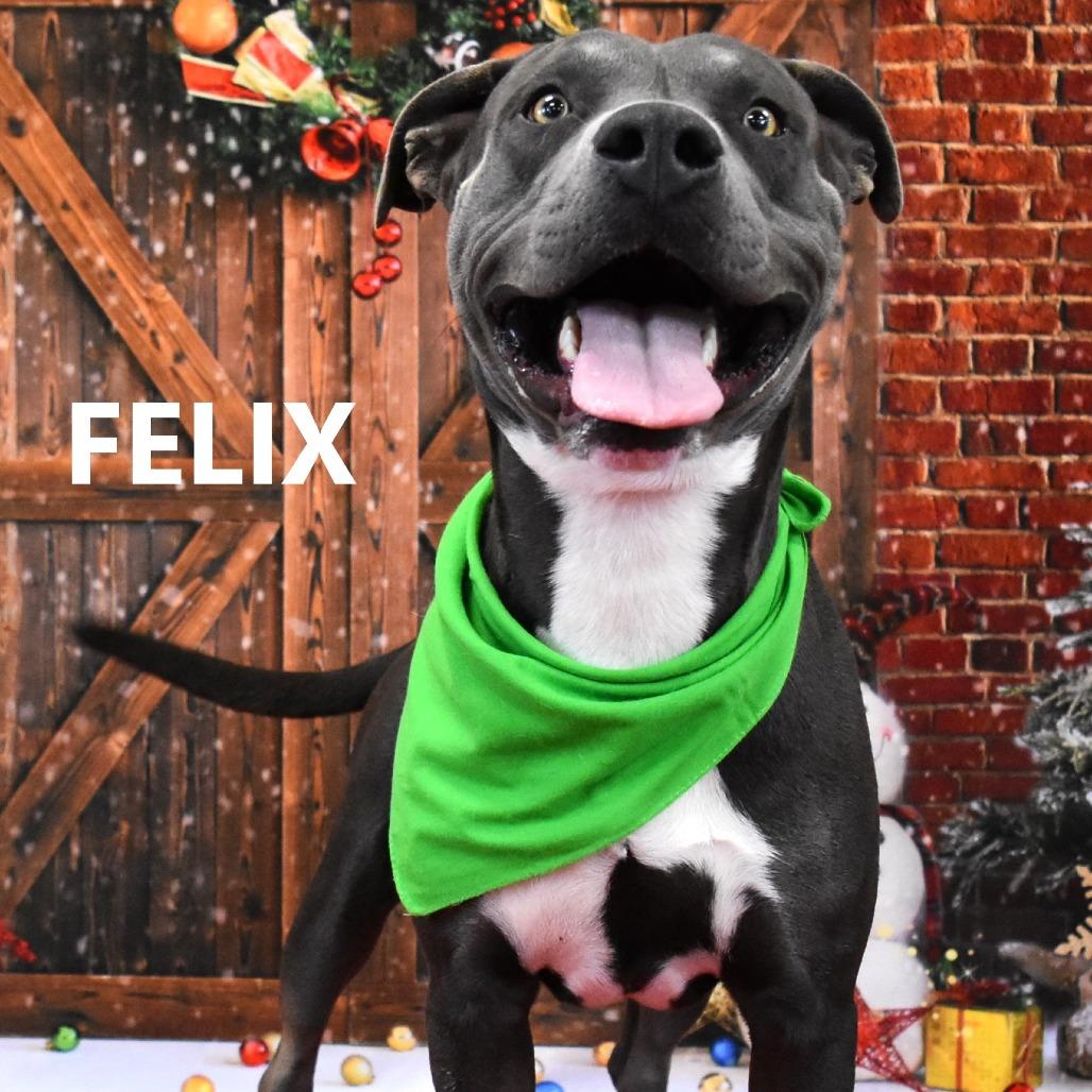 Felix, a Adoptable Pit Bull Terrier in Yuma, AZ image 1/4