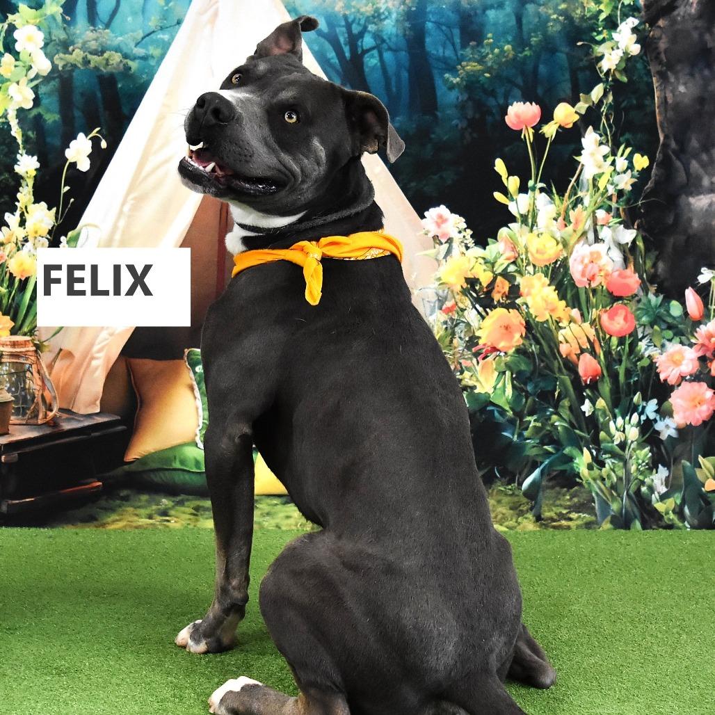 Felix, Adoptable, Adult Male Pit Bull Terrier.