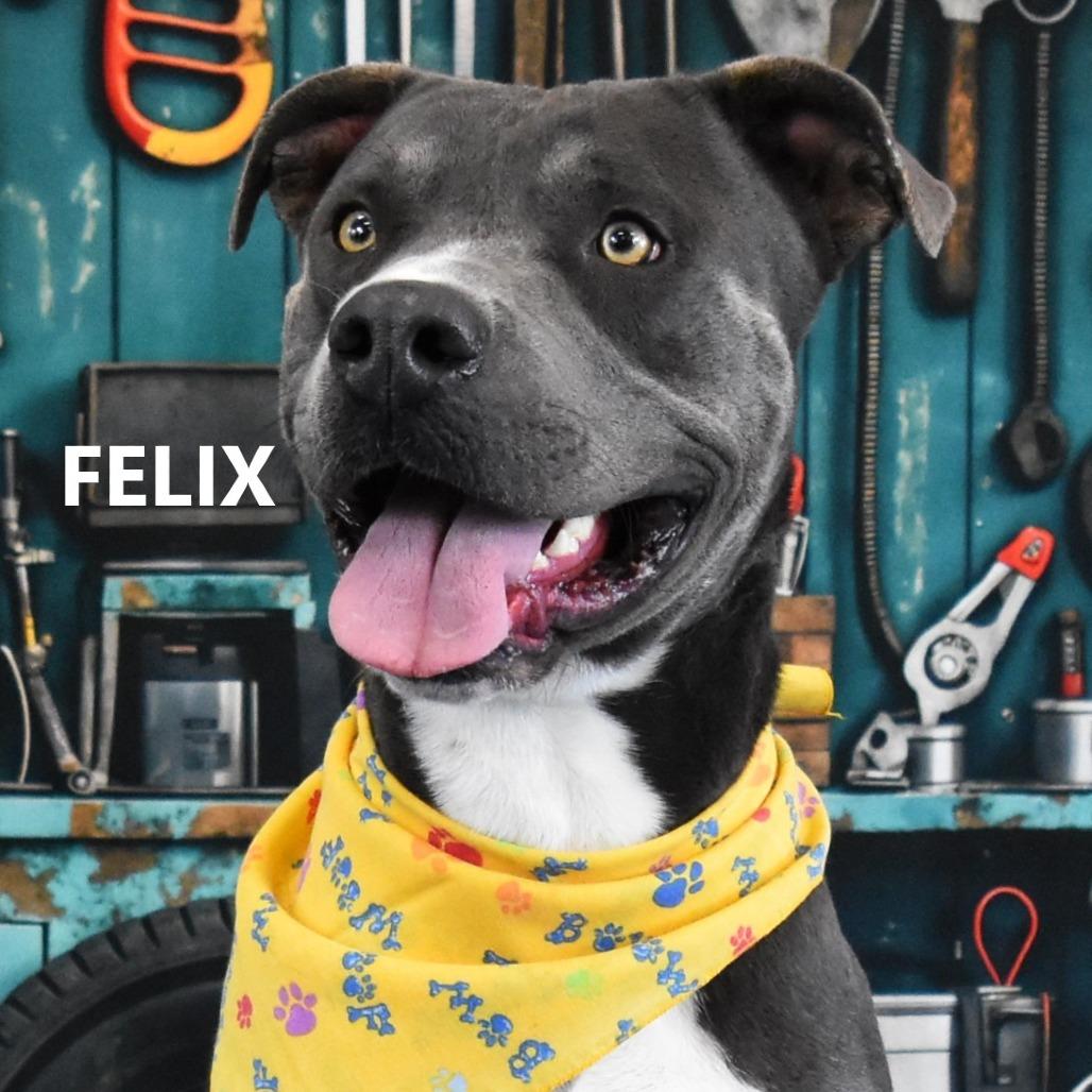 Enlarge Felix, a Adoptable Pit Bull Terrier in Yuma, AZ image 2/4