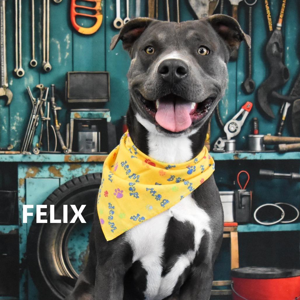 Enlarge Felix, a Adoptable Pit Bull Terrier in Yuma, AZ image 3/4