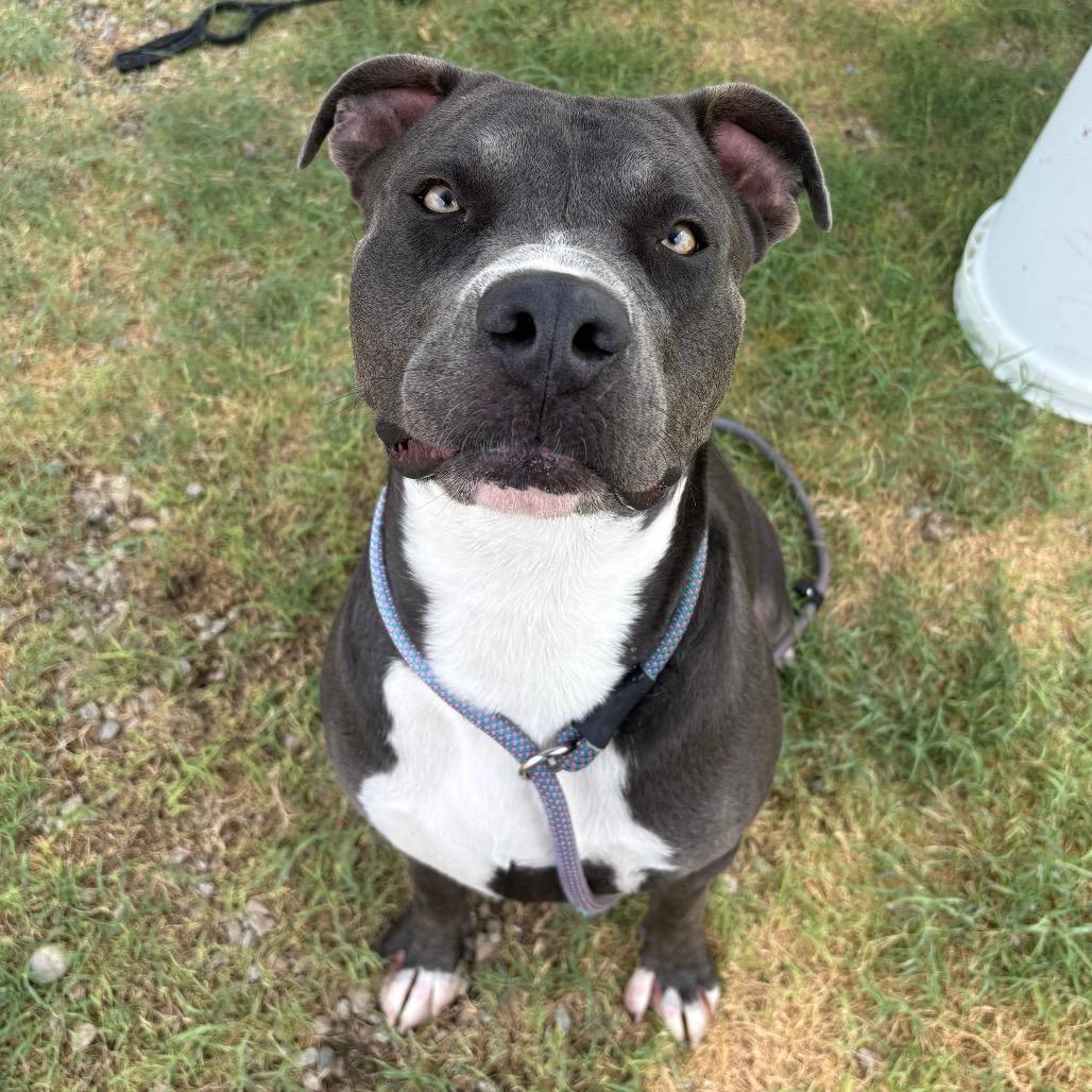 Felix, a Adoptable Pit Bull Terrier in Yuma, AZ image 4/6