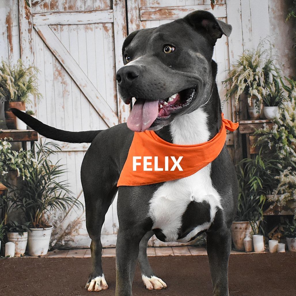 Felix, a Adoptable Pit Bull Terrier in Yuma, AZ image 4/6