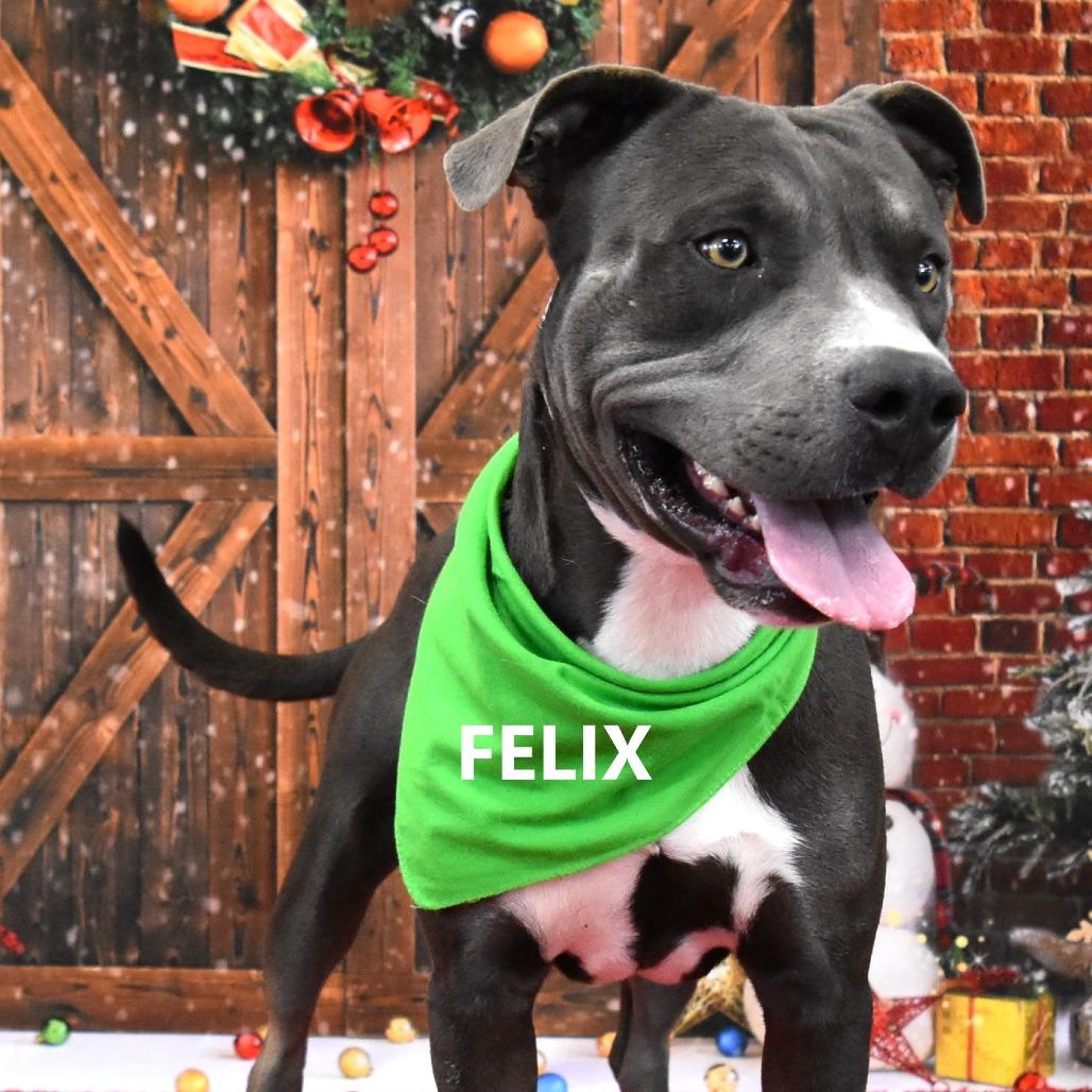 Felix, a Adoptable Pit Bull Terrier in Yuma, AZ image 3/4