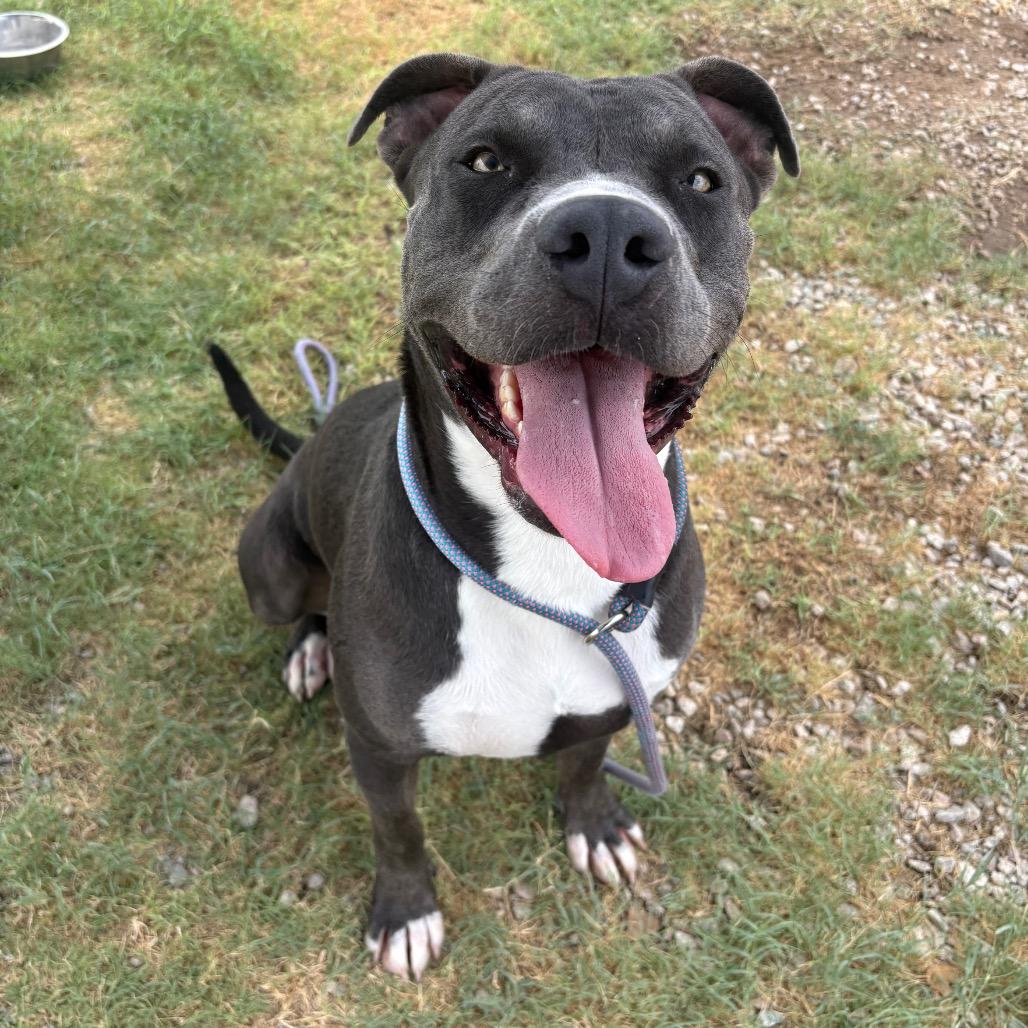 Felix, a Adoptable Pit Bull Terrier in Yuma, AZ image 5/6