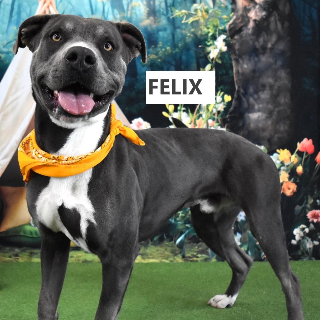 Felix, a Adoptable Pit Bull Terrier in Yuma, AZ image 4/4