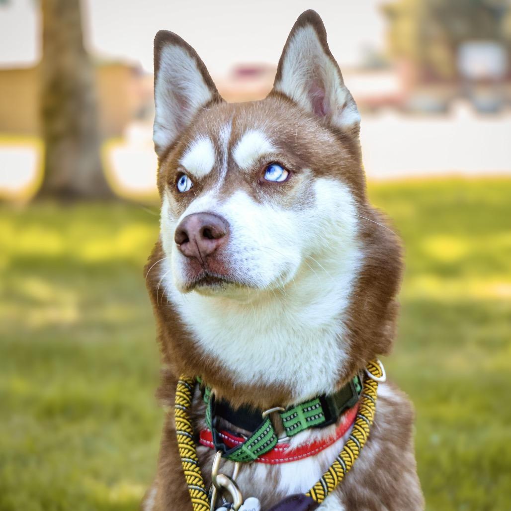 PATTON, Adoptable, Adult Male Siberian Husky.