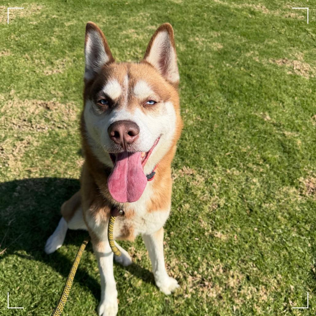PATTON, Adoptable, Adult Male Siberian Husky.