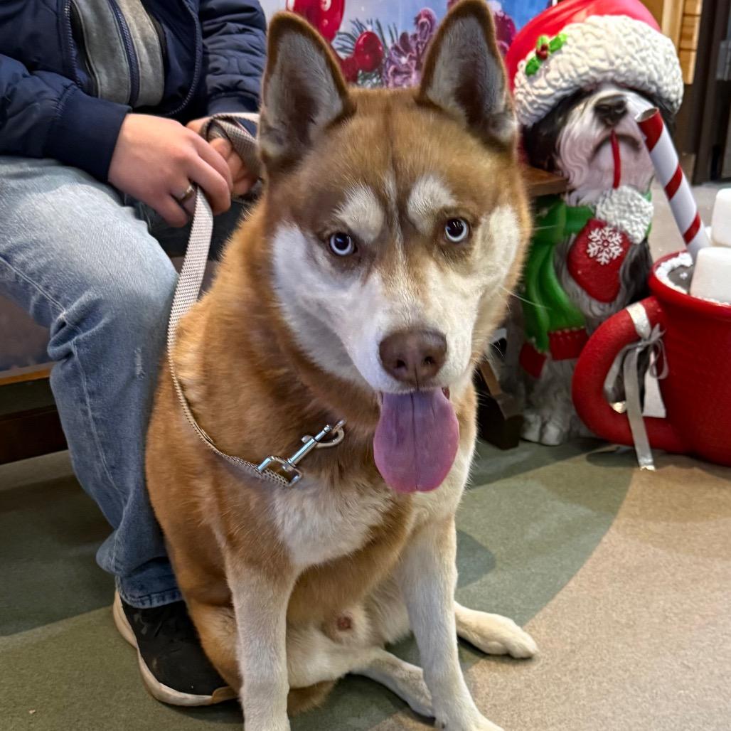 PATTON, a Adoptable Siberian Husky in Upland, CA image 2/6