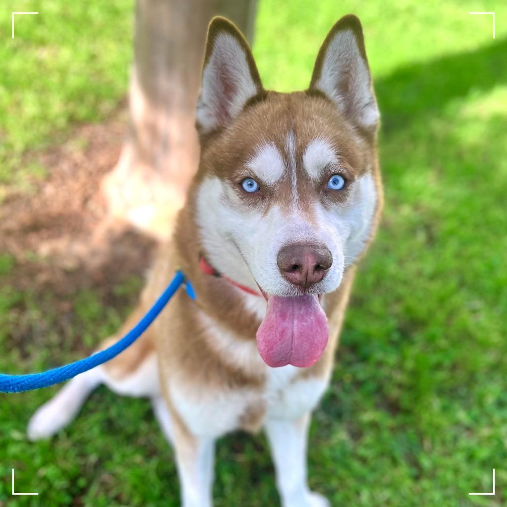 PATTON, a Adoptable Siberian Husky in Upland, CA image 3/6