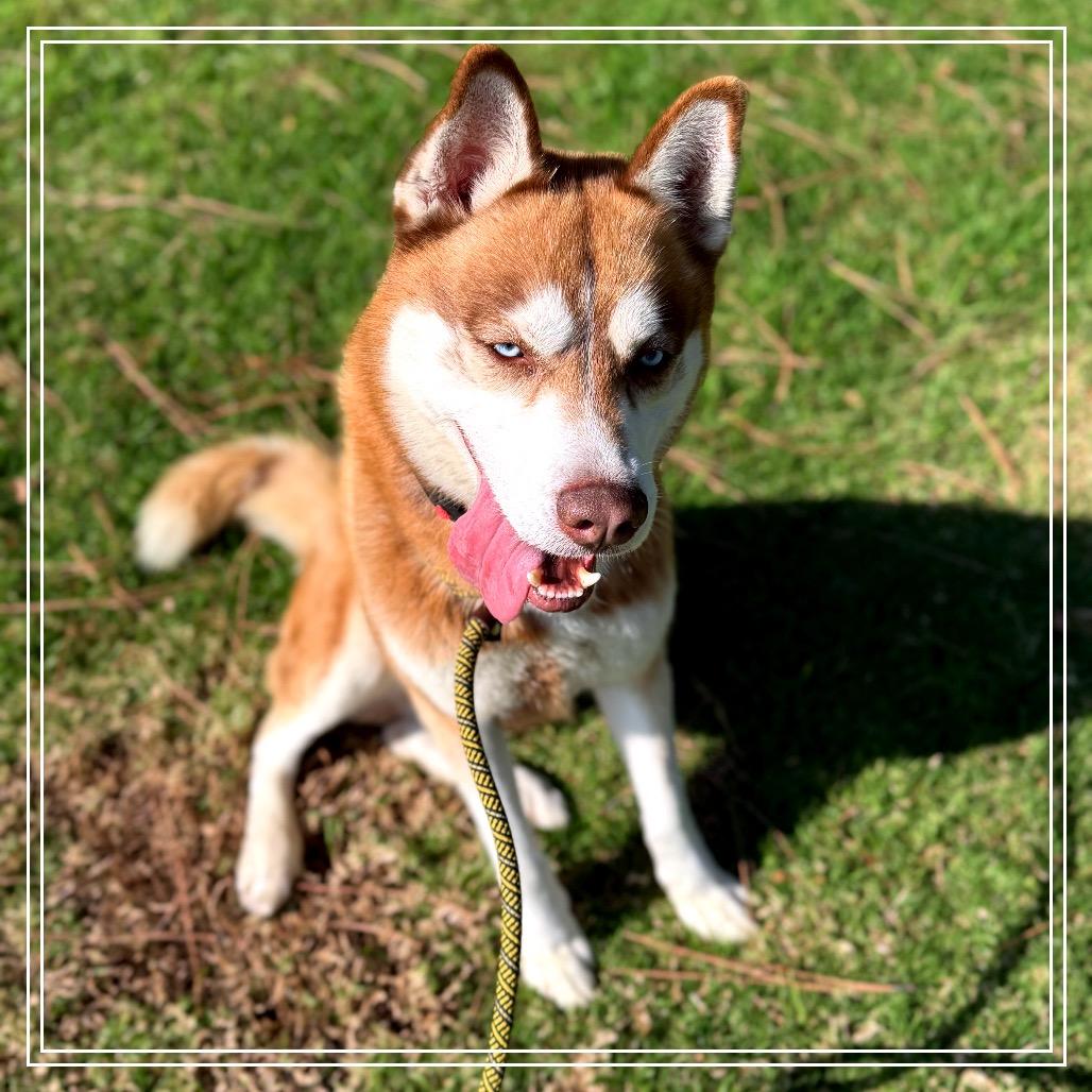 PATTON, a Adoptable Siberian Husky in Upland, CA image 4/6