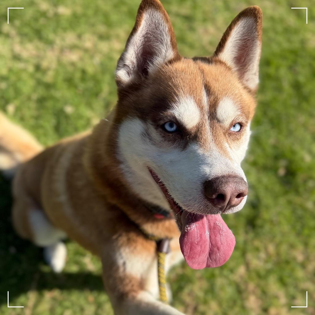 PATTON, a Adoptable Siberian Husky in Upland, CA image 5/6