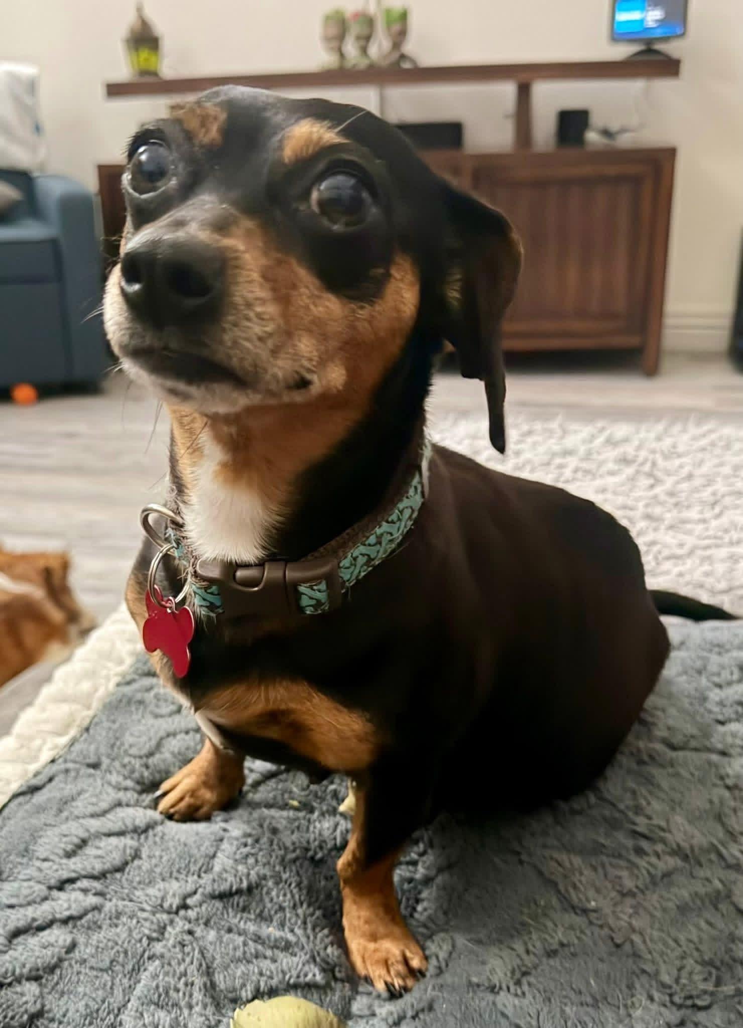 Enlarge Nancy, an adopted mixed breed in Portland, OR image 1/6