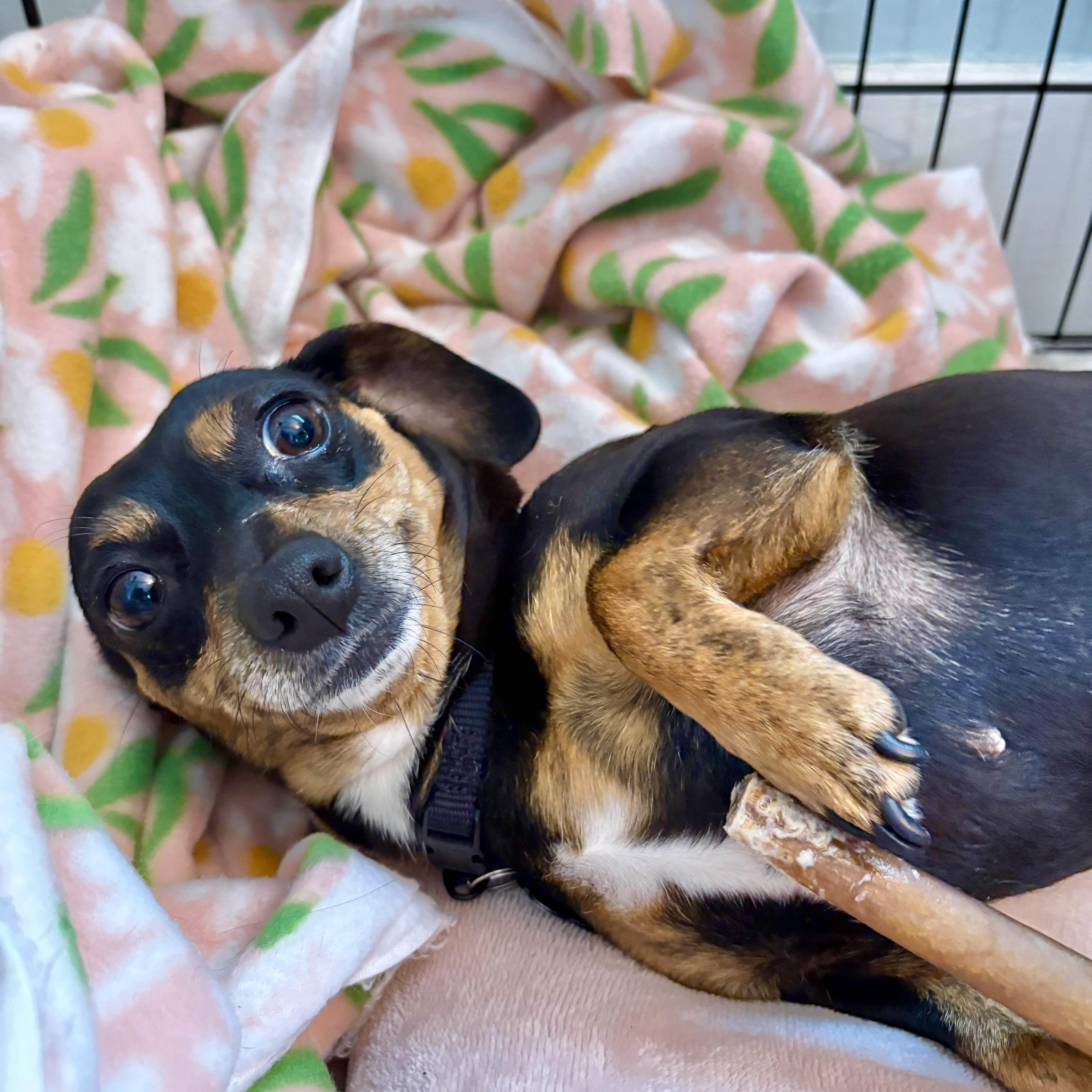 Enlarge Nancy, an adopted mixed breed in Portland, OR image 6/6