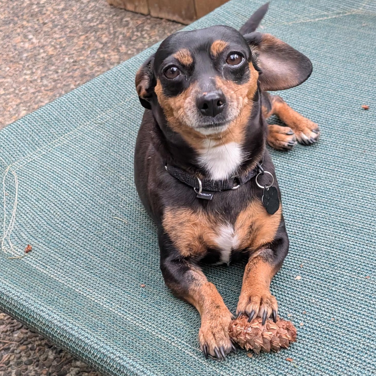 Enlarge Nancy, an adopted mixed breed in Portland, OR image 2/6