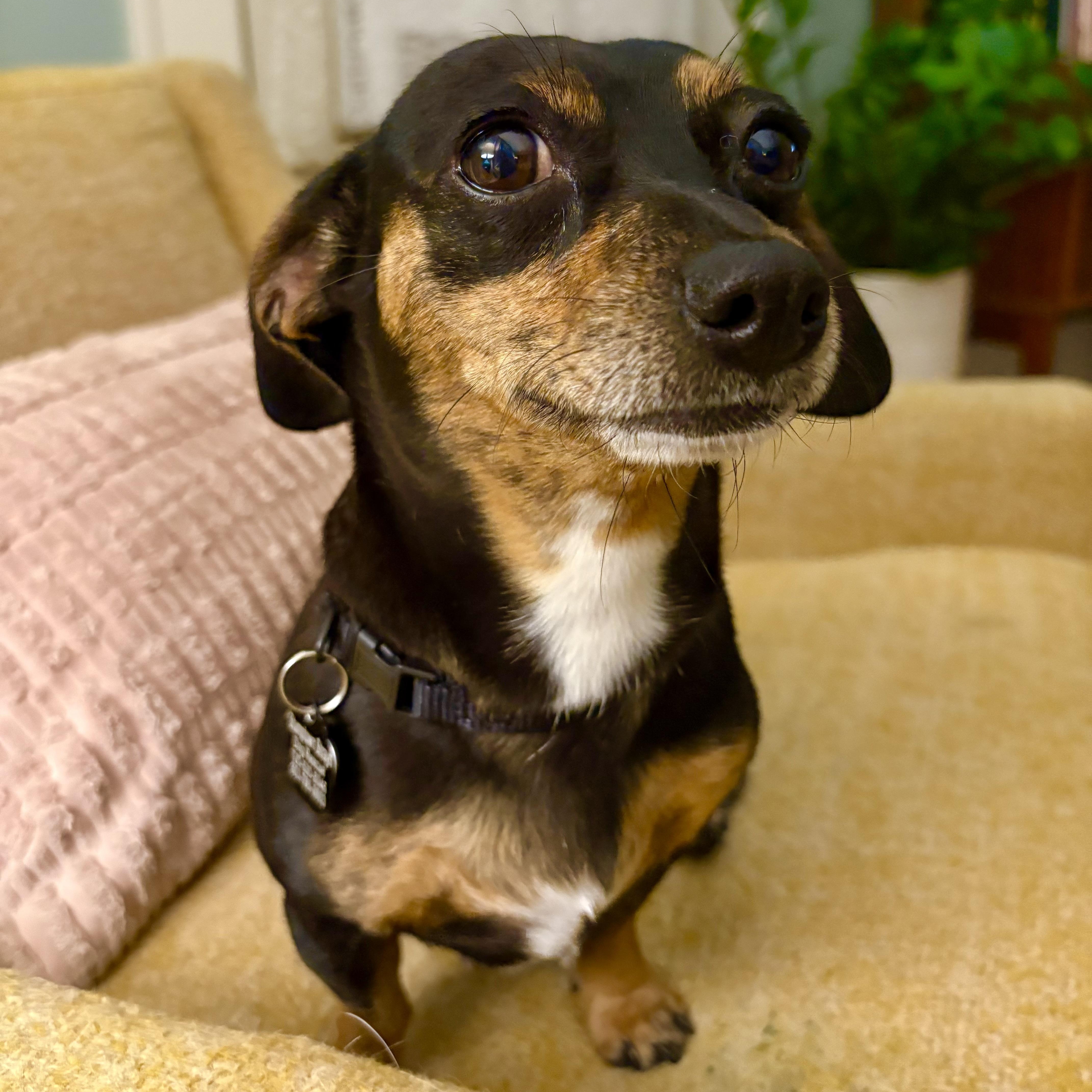 Enlarge Nancy, an adopted mixed breed in Portland, OR image 4/6