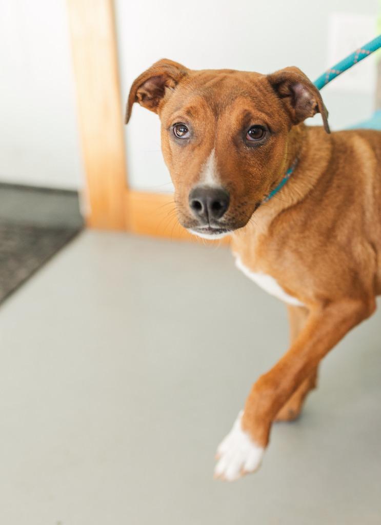 Charlie, Adoptable, Young Male Mixed Breed.