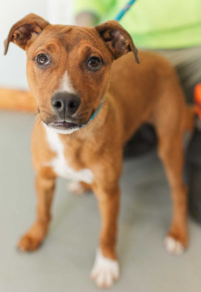 Charlie, a Adoptable mixed breed in Lawrenceburg, TN image 2/6